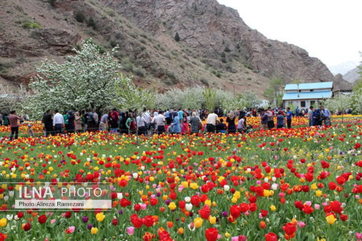 افتتاح هجدهمین جشنواره لاله‌های گچسر استان البرز