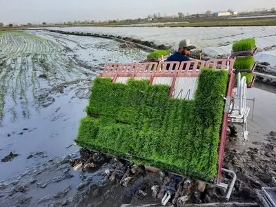 نخستین نشای مکانیزه برنج در رودسر انجام شد