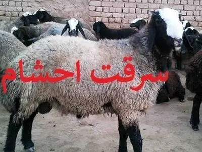 کشف ۹۰۰ میلیون ریال احشام قاچاق در ثلاث باباجانی