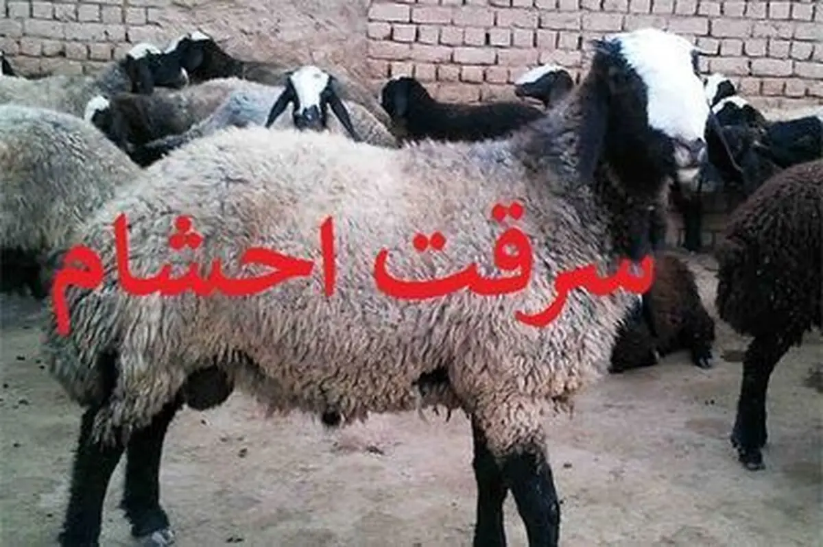 کشف ۹۰۰ میلیون ریال احشام قاچاق در ثلاث باباجانی