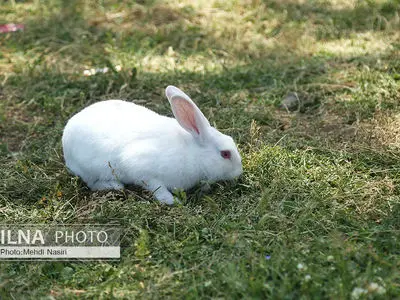 این حیوانات در زمستان «سفید» می‌ شوند