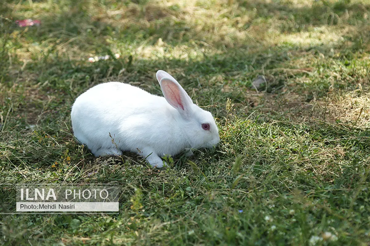 این حیوانات در زمستان «سفید» می‌ شوند