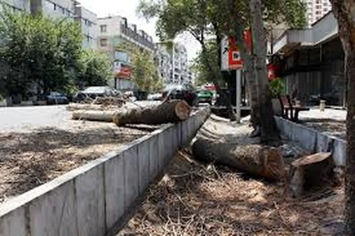 شهرداری تهران در برابر قطع درختان منفعل است