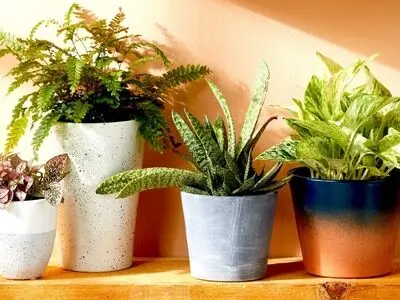 مقاوم ترین گیاهان آپارتمانی کدام‌اند؟