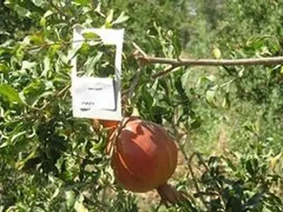 مبارزه بیولوژیک علیه کرم گلوگاه انار در استان شروع شد