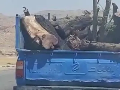 کشف و ضبط دو دستگاه خودروی نیسان حامل درختان جنگلی قره داغ در ورزقان