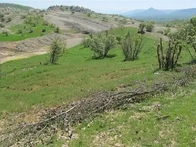 دادگستری گلستان مانع از دست‌اندازی به ۹۰ هزار متر از اراضی دولتی در جنگل توسکستان شد