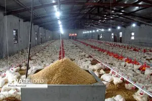 صدور مجوز ساخت بیش از ۶۴۰ واحد مرغداری جدید در خوزستان