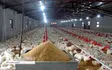 صادرات ۱۷ هزار تن مرغ تا پایان خرداد / آغاز صادرات تخم مرغ به روسیه