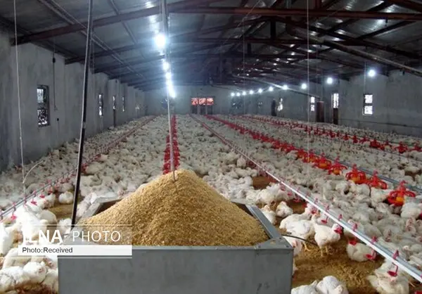 احداث واحد تولیدی یک میلیون قطعه ای مرغ گوشتی در البرز کلید خورد 