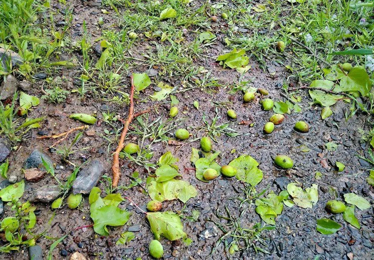 سیل و تگرگ به۶۰۰ هکتار از مزارع کشاورزی ارومیه خسارت زد