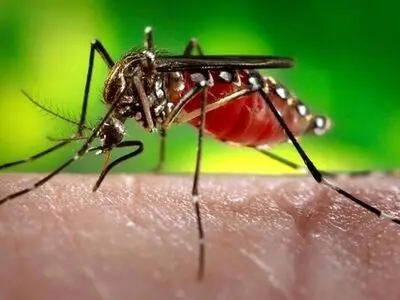 افزایش جمعیت پشه‌ها به سبب وقوع بارش‌ها در استان بوشهر