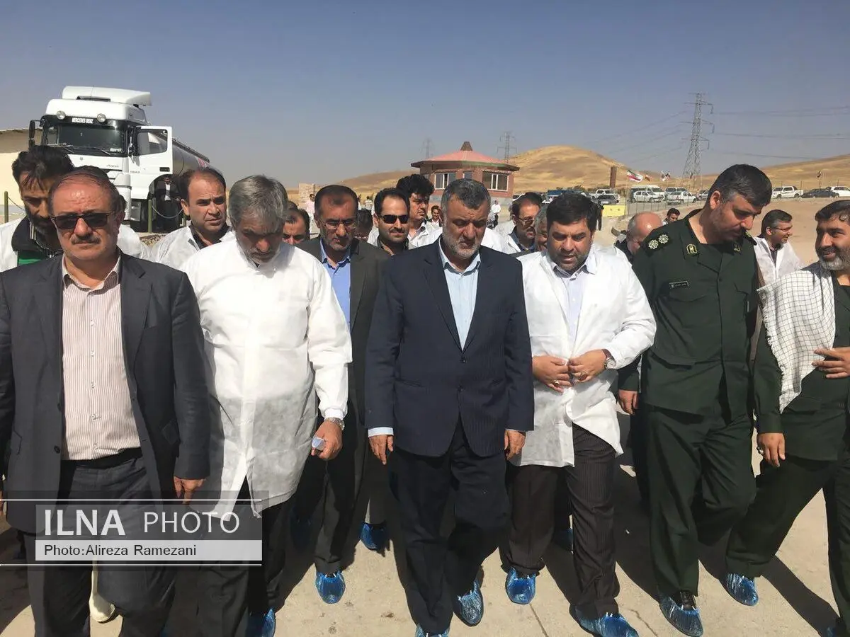 هزینه نگهداری گاو سمینتال کمتر از سایه نژادها است
