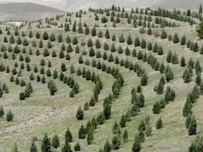 تشکیل «تعاونی‌های روستایی» برای تولید و کشت نهال 