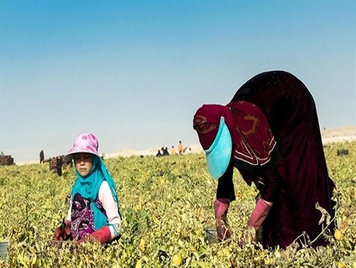 آتش‌سوزی چادر کارگران «گوجه چین» در بردخون/ یک کودک جان باخت