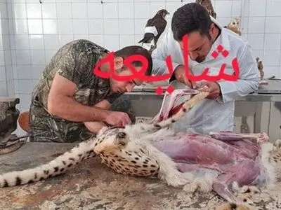 تکذیب تصویر منسوب به کالبدشکافی «پیروز» 