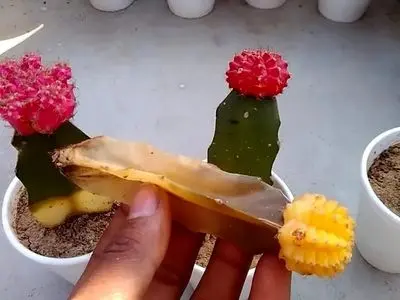 asdasd