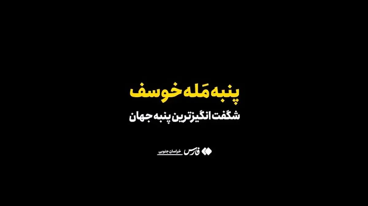 این پنبه رنگ نمی‌شود؛ نسکافه‌ای می‌روید + فیلم