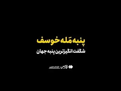 این پنبه رنگ نمی‌شود؛ نسکافه‌ای می‌روید + فیلم