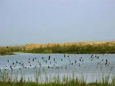 خشکی تالاب صالحیه یک مشکل ملی است/خسارت این منشاء گرد و غبار، هزاران میلیاردی خواهد بود