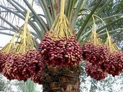 سوءاستفاده دلالان از نیاز مالی خرما‌کاران