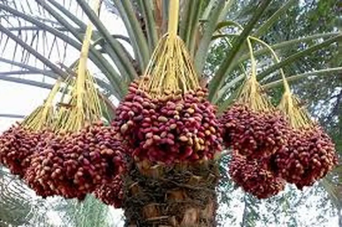 سوءاستفاده دلالان از نیاز مالی خرما‌کاران