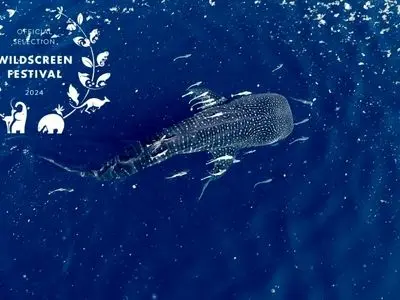 «آخرین کوسه نهنگ» به انگلیس می‌رود