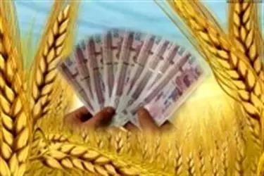 ادامه‌ی خرید تضمینی گندم از کشاورزان خوزستان/ عبور خرید از مرز ۶۵۰ هزار تن