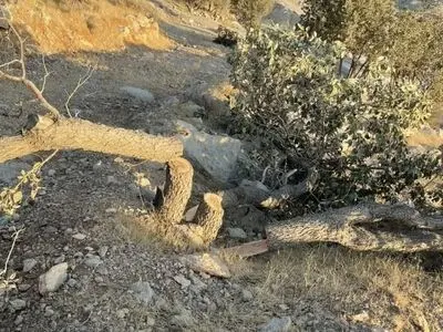 پیگیری قانونی قطع حدود ۴۰ اصله درخت بلوط در محور ابوالحیات 