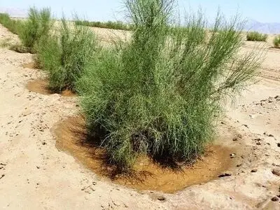 ایجاد 2 هزار هکتار تاغکاری و پوشش گیاهی در سرخه