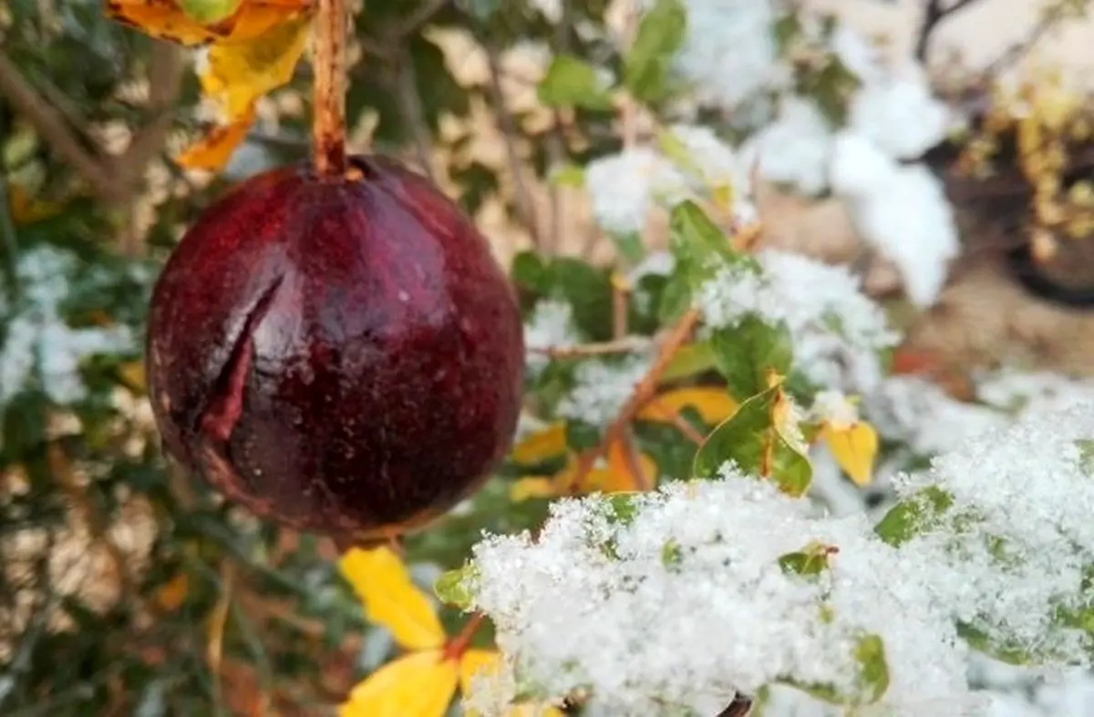 احتمال وقوع یخبندان طی دو روز آینده در خراسان جنوبی