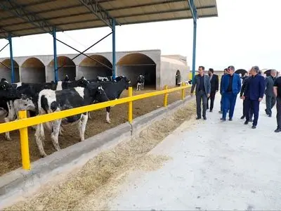 استاندار: در بازار گوشت یزد، هیچ کمبودی برای ماه‌های آتی نداریم