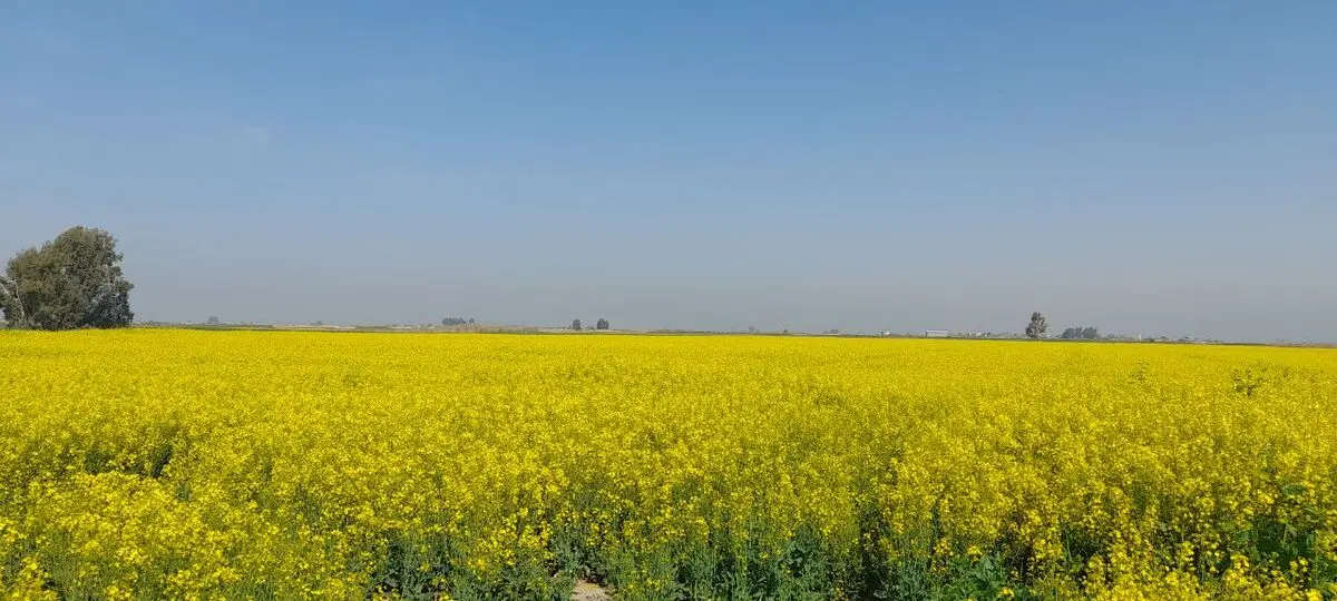 افزایش دما و وزش باد به تناوب تا پنجشنبه در گلستان