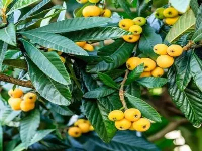 ازگیل ژاپنی در سبد میوه‌های نوبرانه گیلان