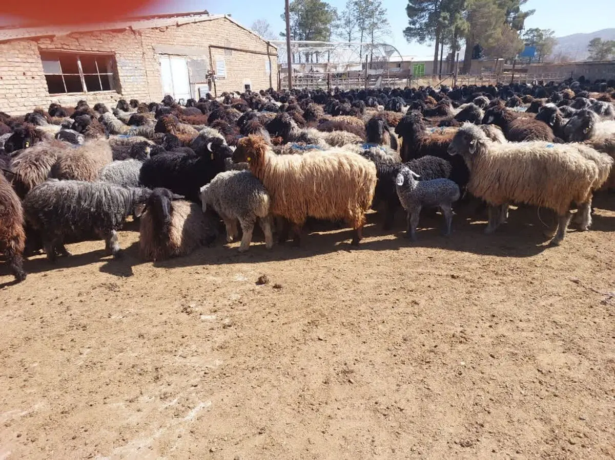 گام تازه‌ مرکز تحقیقات کشاورزی فارس در اصلاح نژاد گوسفند کبوده 