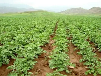 هشدار نسبت به افزایش حمله پرندگان به مزارع 
