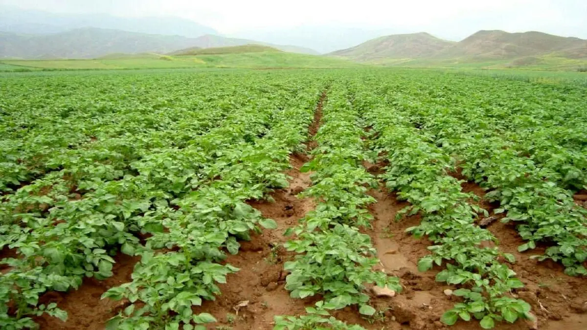 هشدار نسبت به افزایش حمله پرندگان به مزارع 