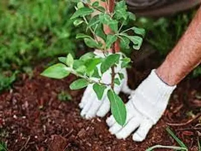  تا پایان سال جاری 4 هکتار فضای سبز در نواحی صنعتی ایجاد می شود