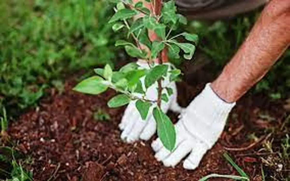  تا پایان سال جاری 4 هکتار فضای سبز در نواحی صنعتی ایجاد می شود