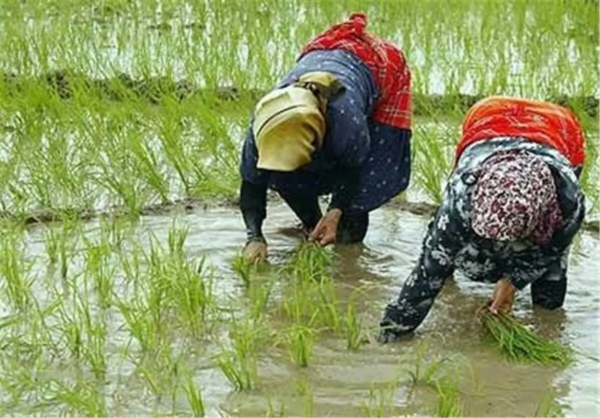 نشای ۶۵ هزار هکتار از شالیزار‌های گیلان