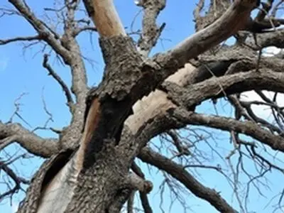 ۱۱۵ هزار هکتار از جنگل‌های کرمانشاه به بیماری خشکیدگی بلوط مبتلا شده‌اند