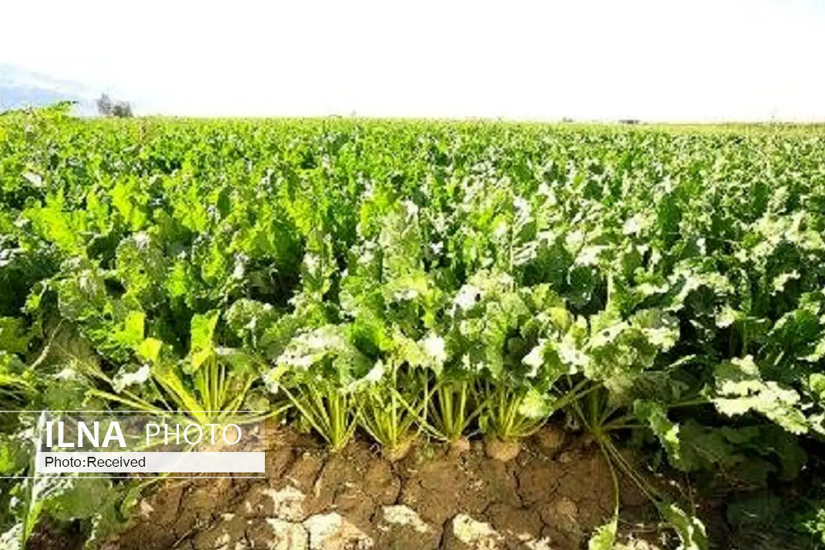معرفی نخستین رقم هیبرید جدید منوژرم چغندر علوفه‌ای