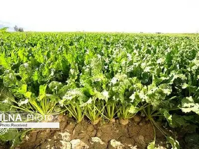 معرفی نخستین رقم هیبرید جدید منوژرم چغندر علوفه‌ای