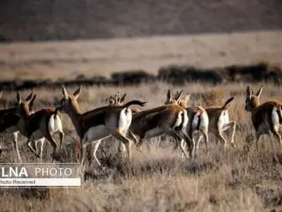 زیستگاه‌های حیات وحش نیز از حملات مصون نمانده‌اند/ پیشنهاد ارائه طرح حفاظت از زیستگاه‌های خاص در زمان جنگ به IUCN 