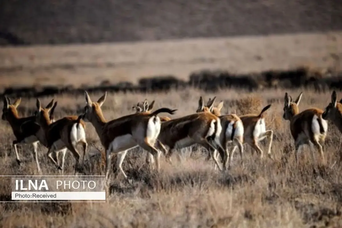 زیستگاه‌های حیات وحش نیز از حملات مصون نمانده‌اند/ پیشنهاد ارائه طرح حفاظت از زیستگاه‌های خاص در زمان جنگ به IUCN 