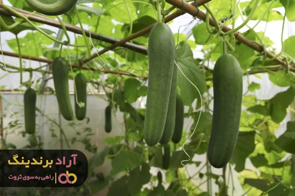 خصوصیات خیار گلخانه ای گالاردو و مراکز فروش آن