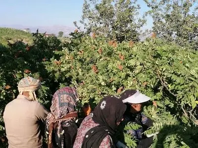 پیش‌بینی برداشت 700 تن سماق در سردشت