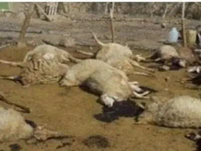 استنشاق اسید ۳۳ راس گوسفند در بیستون را تلف کرد