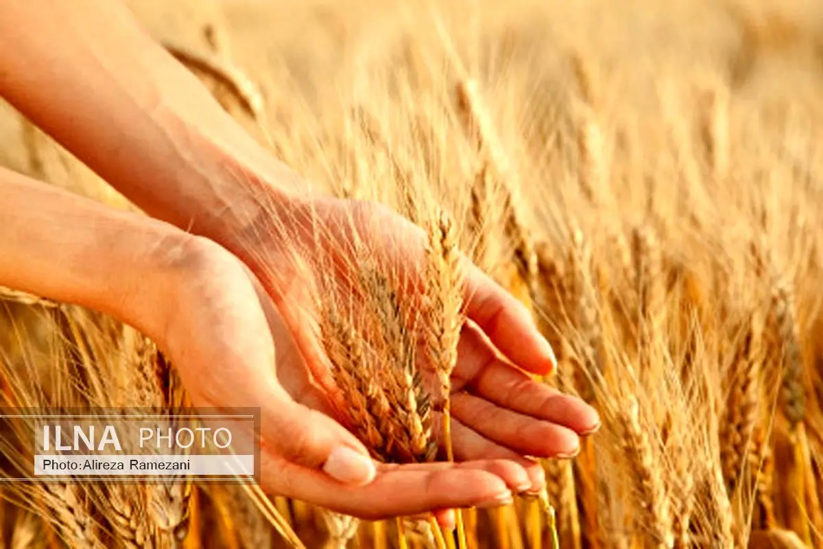 تعاونیهای کشاورزی آماده حضور در بورس کالا باشند