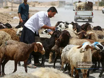 قیمت جدید دام زنده اعلام شد